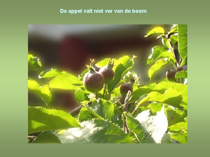 De appel valt niet ver van de boom 