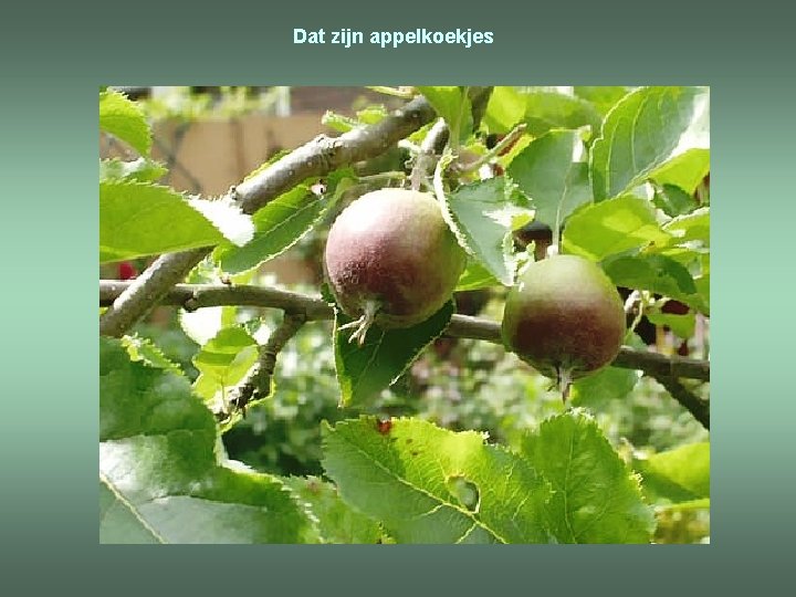 Dat zijn appelkoekjes 