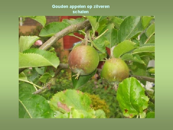 Gouden appelen op zilveren schalen 