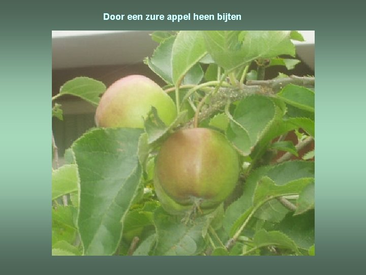 Door een zure appel heen bijten 