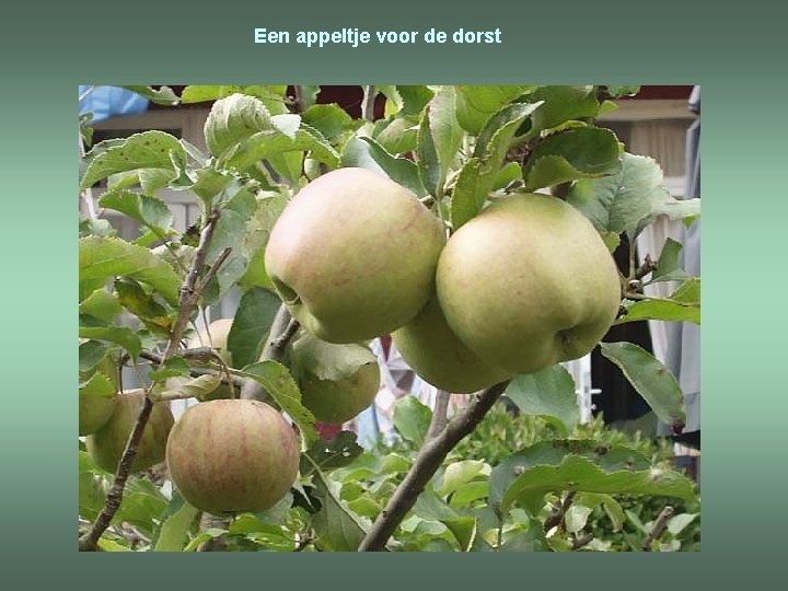 Een appeltje voor de dorst 