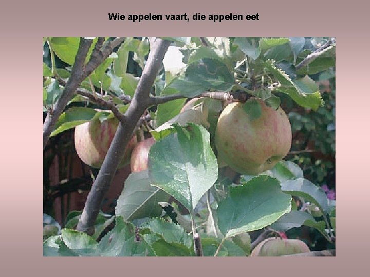 Wie appelen vaart, die appelen eet 