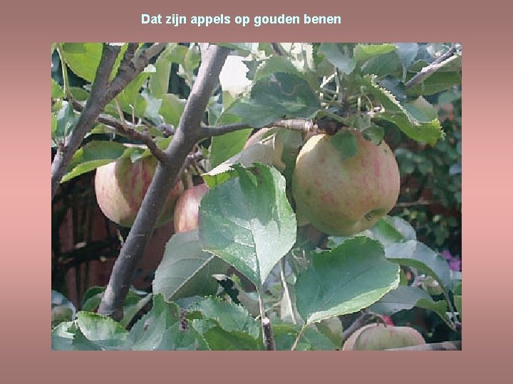 Dat zijn appels op gouden benen 