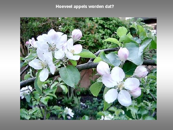 Hoeveel appels worden dat? 