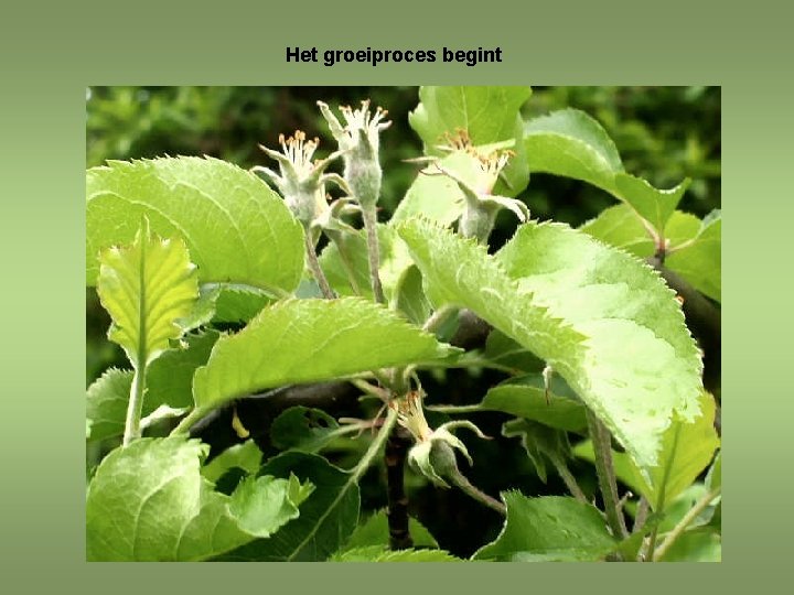 Het groeiproces begint 