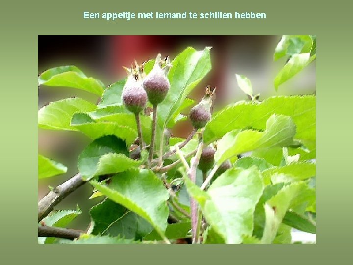 Een appeltje met iemand te schillen hebben 