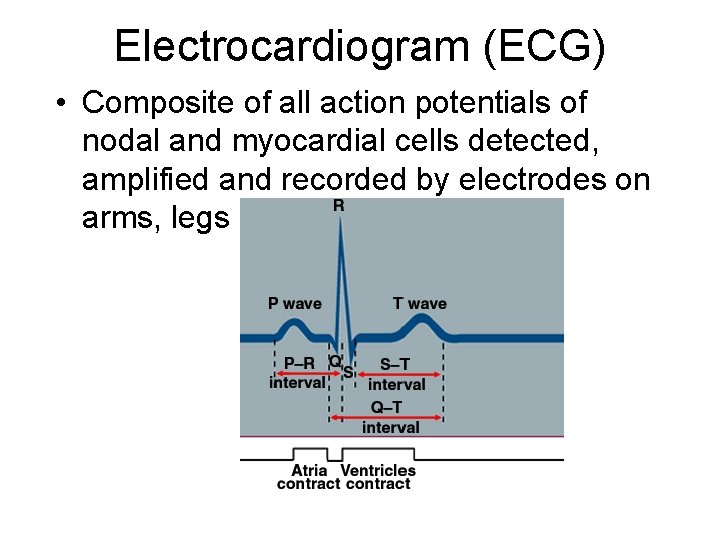 Electrocardiogram (ECG) • Composite of all action potentials of nodal and myocardial cells detected,
