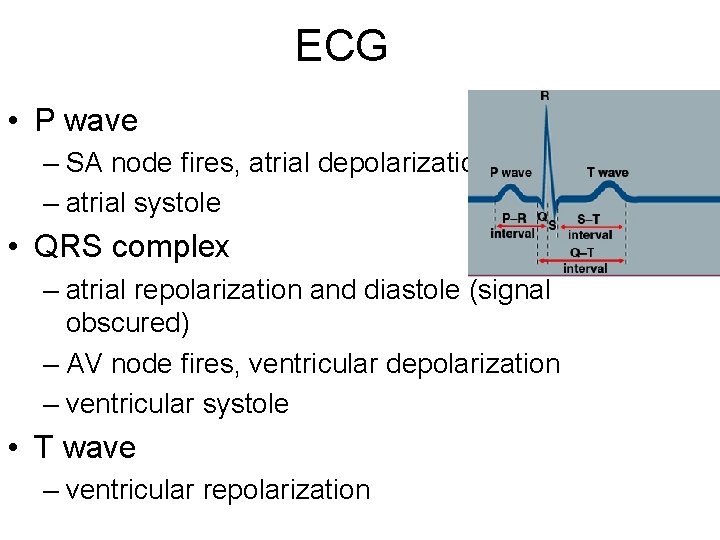 ECG • P wave – SA node fires, atrial depolarization – atrial systole •