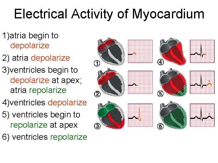 Electrical Activity of Myocardium 1)atria begin to depolarize 2) atria depolarize 3)ventricles begin to