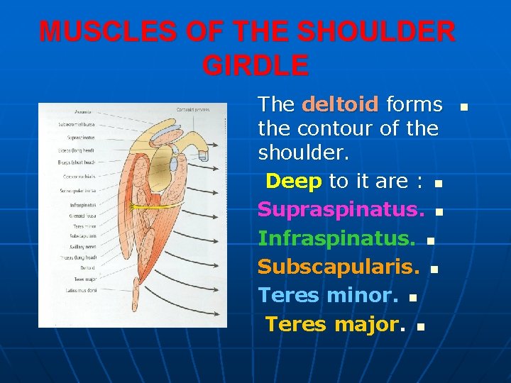MUSCLES OF THE SHOULDER GIRDLE The deltoid forms the contour of the shoulder. Deep