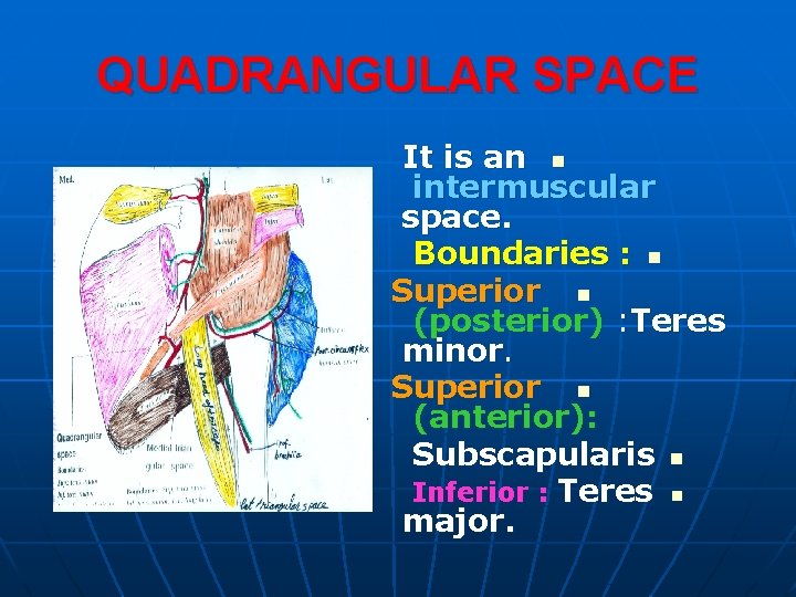QUADRANGULAR SPACE It is an n intermuscular space. Boundaries : n Superior n (posterior)