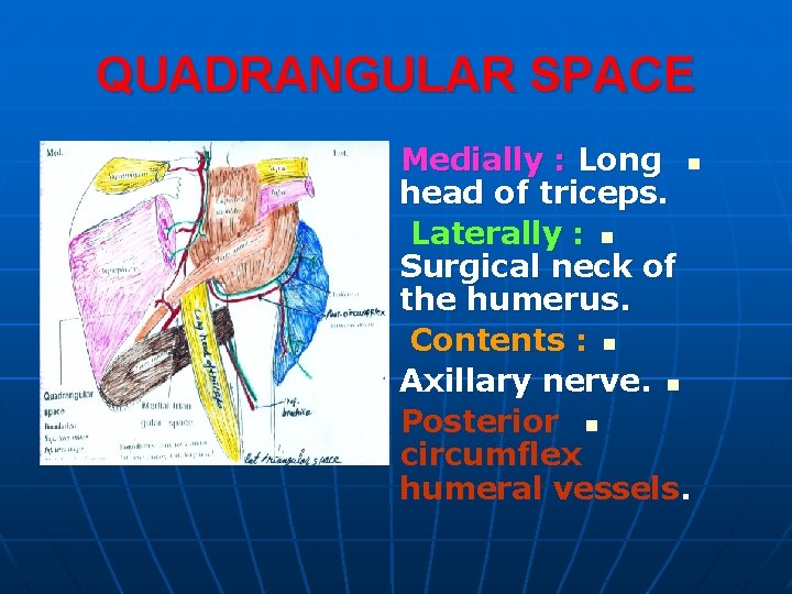 QUADRANGULAR SPACE Medially : Long n head of triceps. Laterally : n Surgical neck