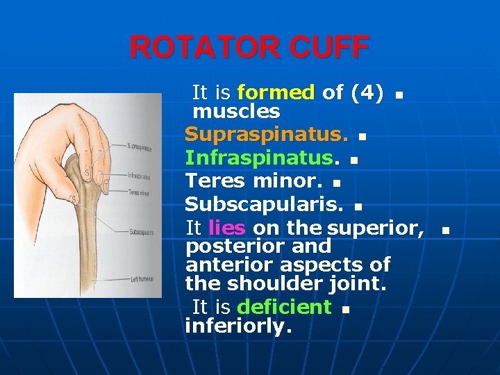 ROTATOR CUFF It is formed of (4) n muscles Supraspinatus. n Infraspinatus. n Teres