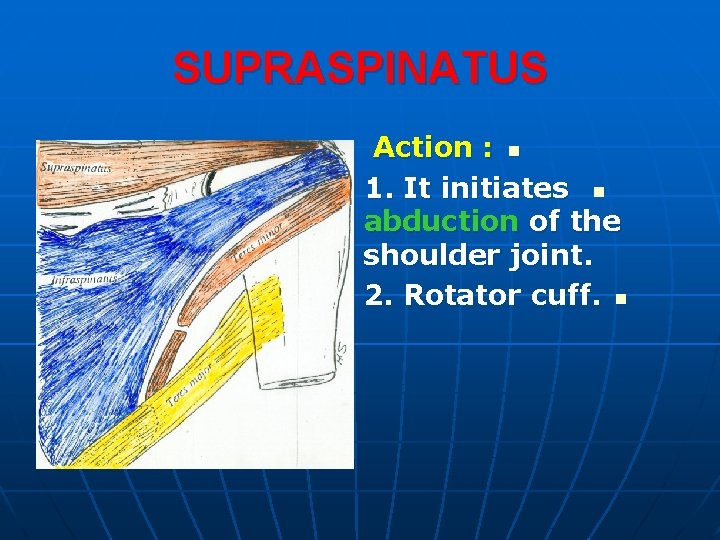 SUPRASPINATUS Action : n 1. It initiates n abduction of the shoulder joint. 2.