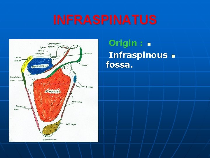 INFRASPINATUS Origin : n Infraspinous fossa. n 