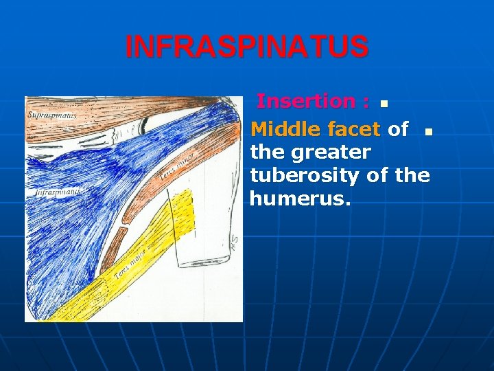 INFRASPINATUS Insertion : n Middle facet of n the greater tuberosity of the humerus.