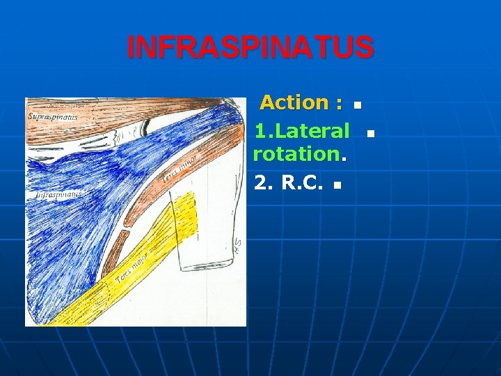 INFRASPINATUS Action : n 1. Lateral n rotation. 2. R. C. n 