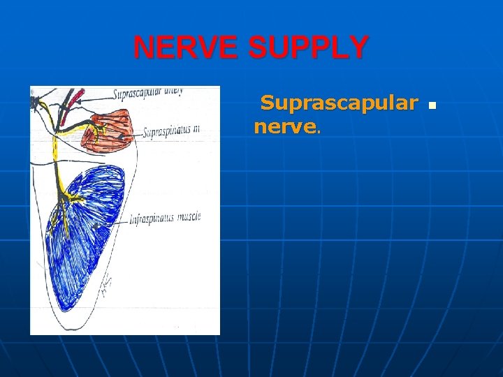 NERVE SUPPLY Suprascapular nerve. n 