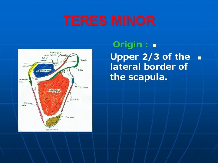 TERES MINOR Origin : n Upper 2/3 of the lateral border of the scapula.