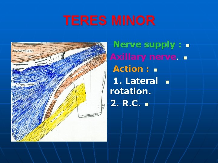 TERES MINOR Nerve supply : n Axillary nerve. n Action : n 1. Lateral
