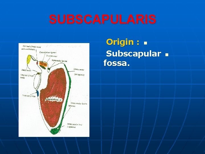 SUBSCAPULARIS Origin : n Subscapular fossa. n 