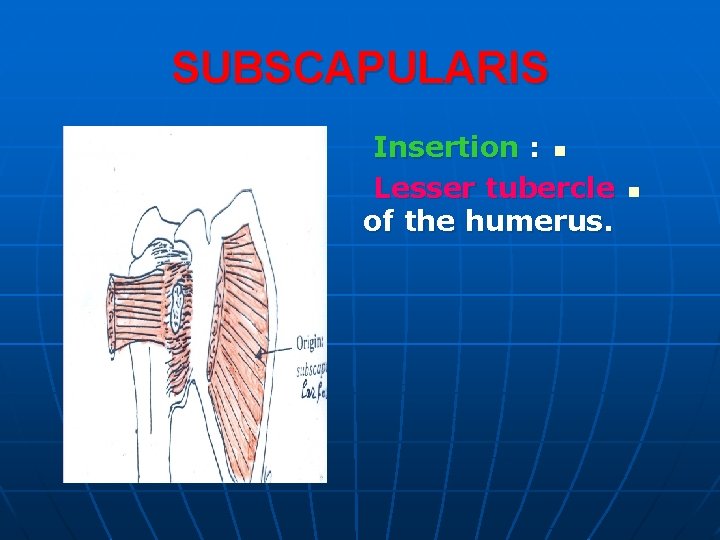 SUBSCAPULARIS Insertion : n Lesser tubercle of the humerus. n 