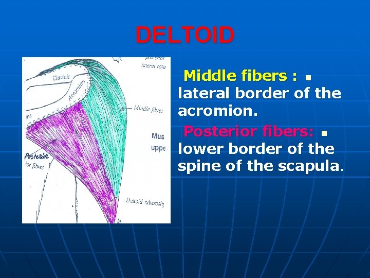 DELTOID Middle fibers : n lateral border of the acromion. Posterior fibers: n lower