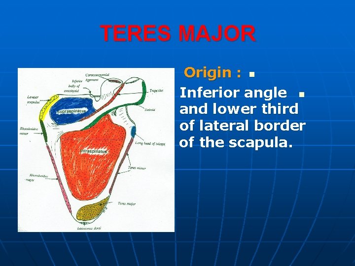 TERES MAJOR Origin : n Inferior angle n and lower third of lateral border