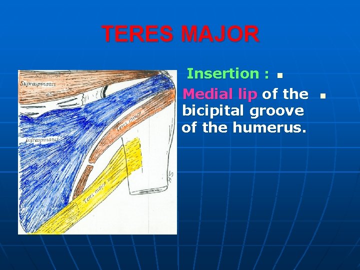 TERES MAJOR Insertion : n Medial lip of the bicipital groove of the humerus.