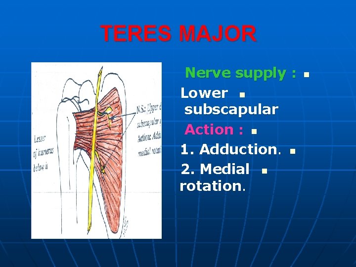 TERES MAJOR Nerve supply : Lower n subscapular Action : n 1. Adduction. n