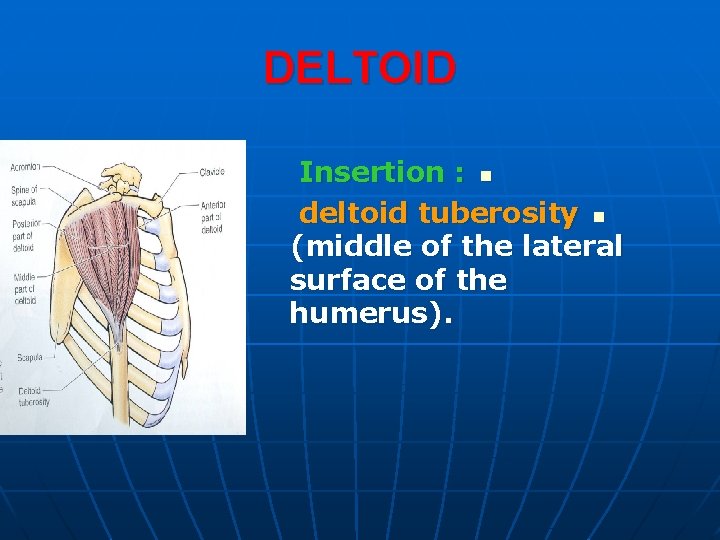 DELTOID Insertion : n deltoid tuberosity n (middle of the lateral surface of the