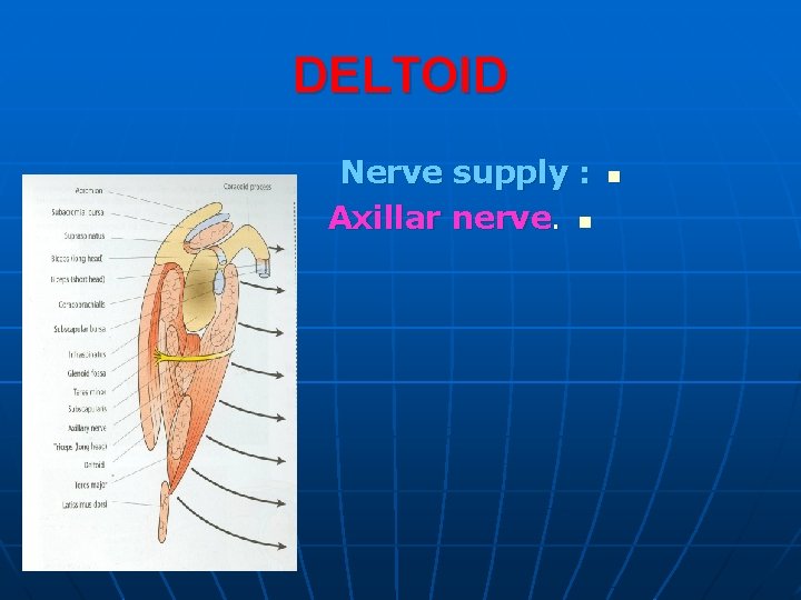 DELTOID Nerve supply : Axillar nerve. n n 