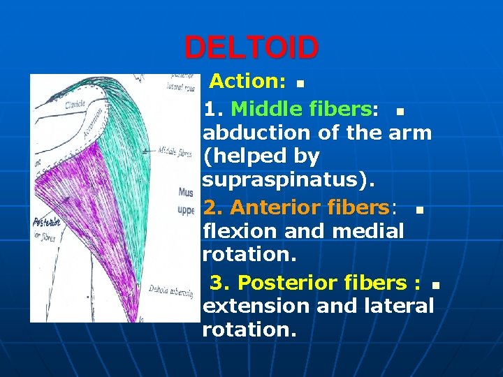 DELTOID Action: n 1. Middle fibers: n abduction of the arm (helped by supraspinatus).