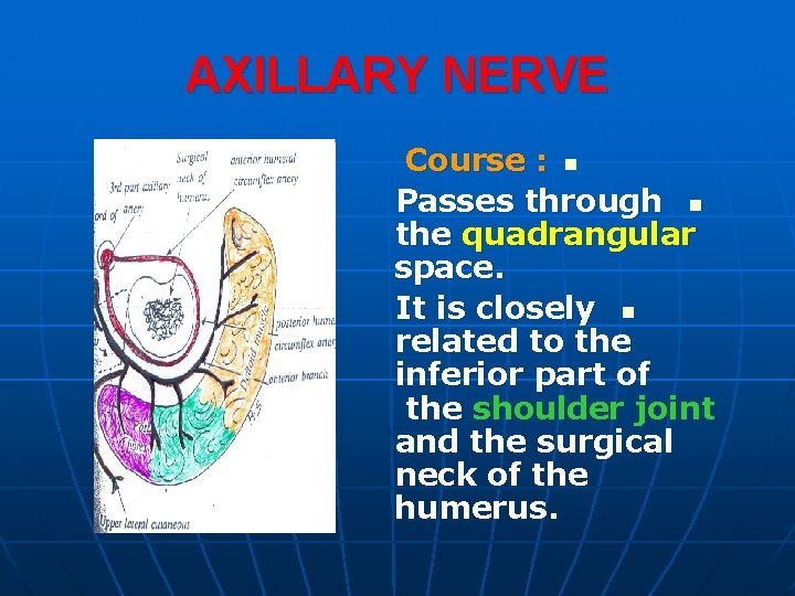 AXILLARY NERVE Course : n Passes through n the quadrangular space. It is closely