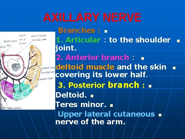 AXILLARY NERVE Branches : n 1. Articular : to the shoulder n joint. 2.