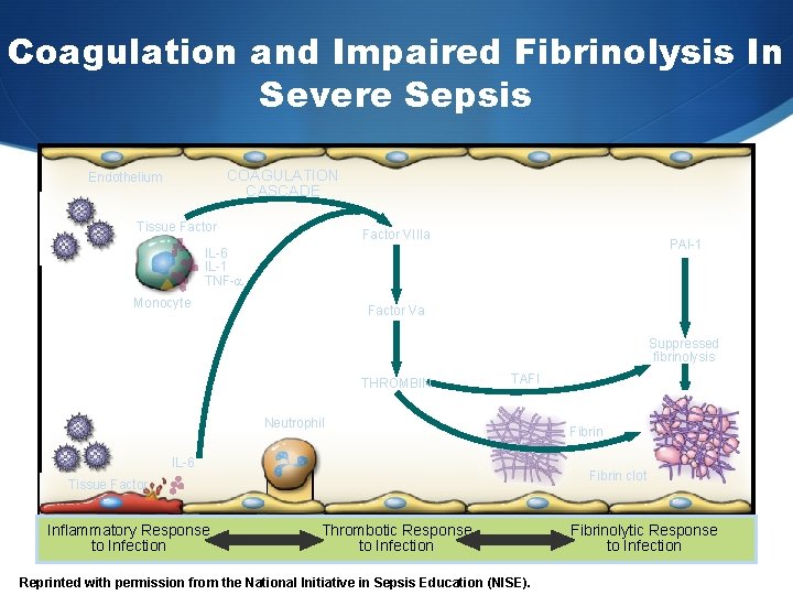 Coagulation and Impaired Fibrinolysis In Severe Sepsis COAGULATION CASCADE Endothelium Tissue Factor VIIIa PAI-1