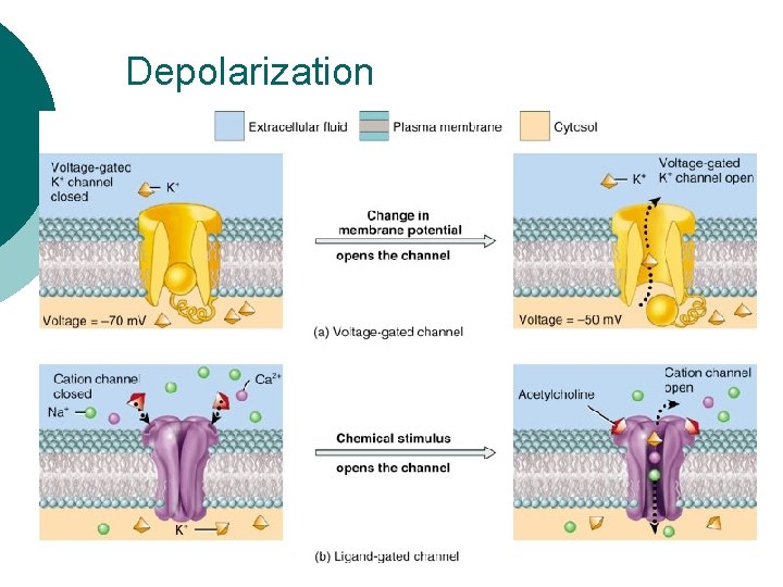 Depolarizing Ramp The Nervous System Fundamentals of the Nervous System