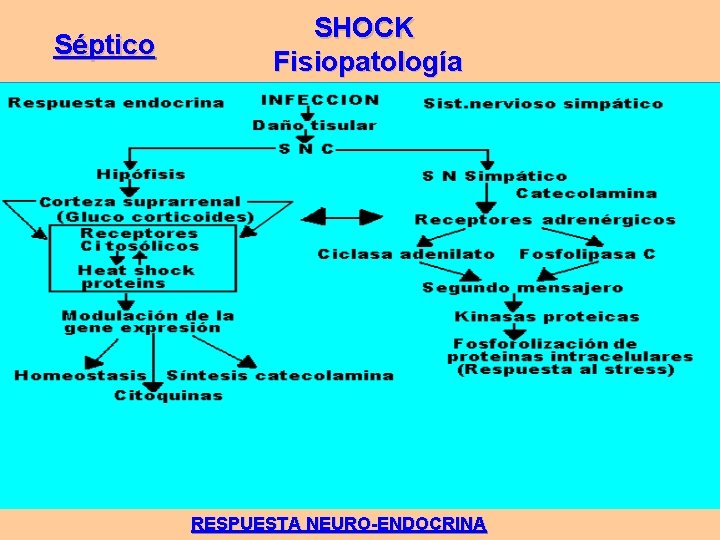 Séptico SHOCK Fisiopatología RESPUESTA NEURO-ENDOCRINA Séptico SHOCK Fisiopatología RESPUESTA NEURO-ENDOCRINA