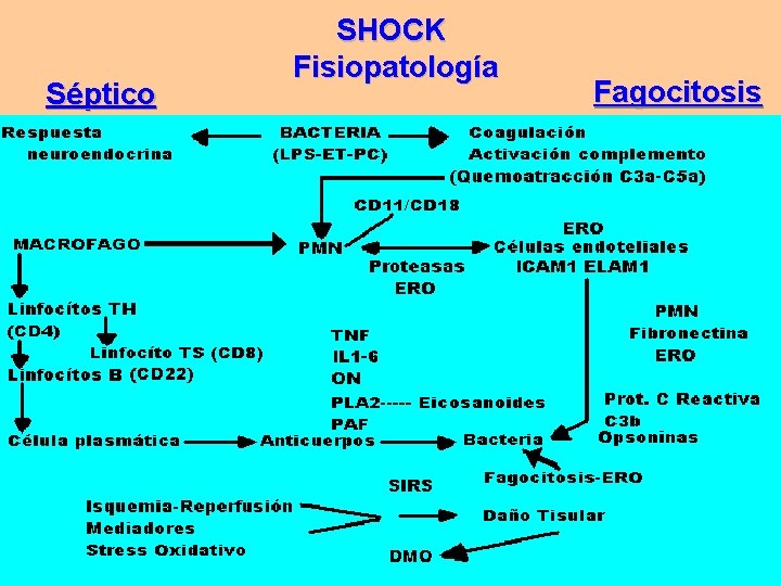Séptico SHOCK Fisiopatología Fagocitosis Séptico SHOCK Fisiopatología Fagocitosis