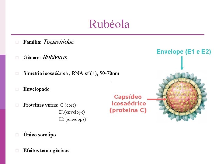 Rubéola p Família: Togaviridae Envelope (E 1 e E 2) p Gênero: Rubivirus p