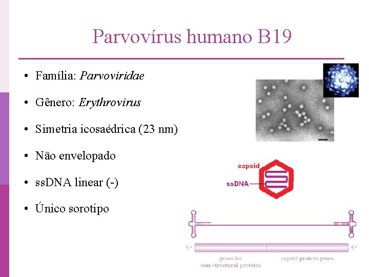 Parvovírus humano B 19 • Família: Parvoviridae • Gênero: Erythrovirus • Simetria icosaédrica (23