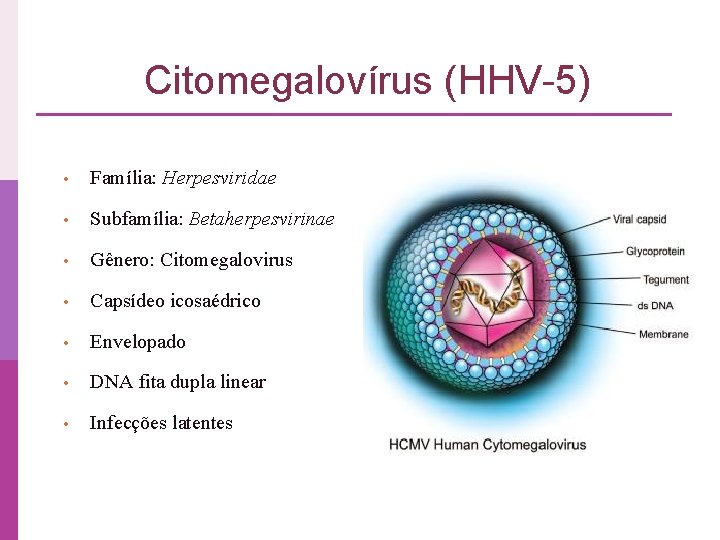 Citomegalovírus (HHV-5) • Família: Herpesviridae • Subfamília: Betaherpesvirinae • Gênero: Citomegalovirus • Capsídeo icosaédrico