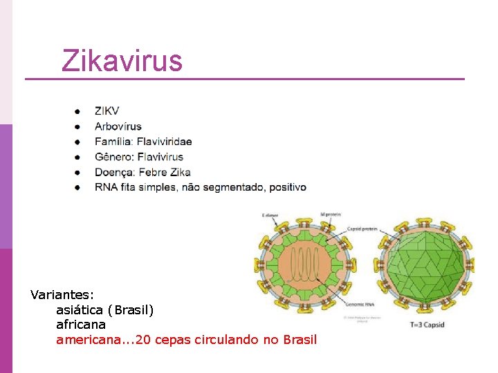 Zikavirus Variantes: asiática (Brasil) africana americana. . . 20 cepas circulando no Brasil 