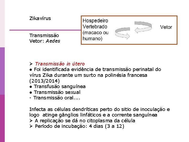 Zikavírus Transmissão Vetor: Aedes Ø Transmissão in útero ● Foi identificada evidência de transmissão