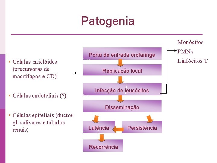 Patogenia Monócitos Porta de entrada orofaringe • Células mielóides (precursoras de macrófagos e CD)