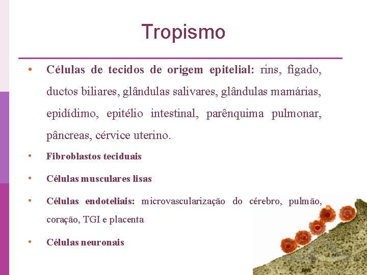 Tropismo • Células de tecidos de origem epitelial: rins, fígado, ductos biliares, glândulas salivares,