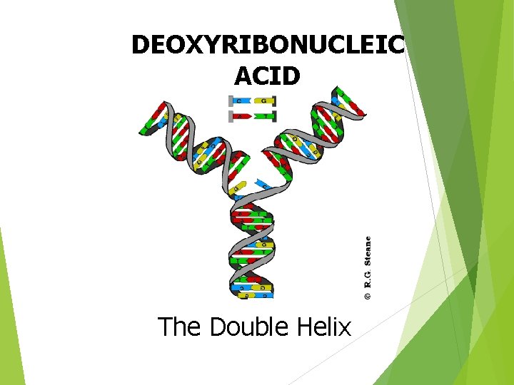 DEOXYRIBONUCLEIC ACID The Double Helix 