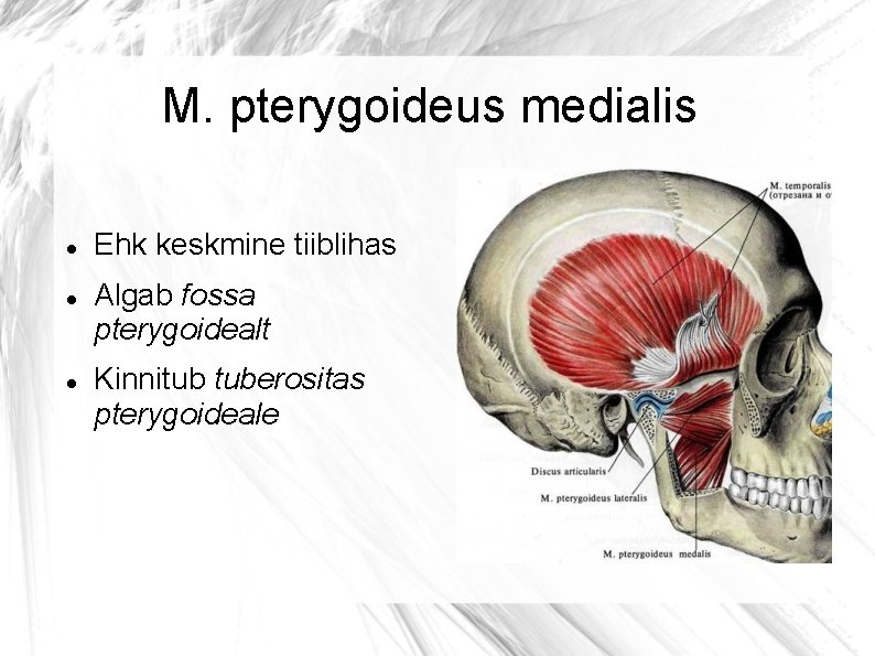 M. pterygoideus medialis Ehk keskmine tiiblihas Algab fossa pterygoidealt Kinnitub tuberositas pterygoideale 