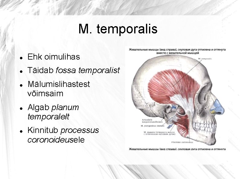 M. temporalis Ehk oimulihas Täidab fossa temporalist Mälumislihastest võimsaim Algab planum temporalelt Kinnitub processus