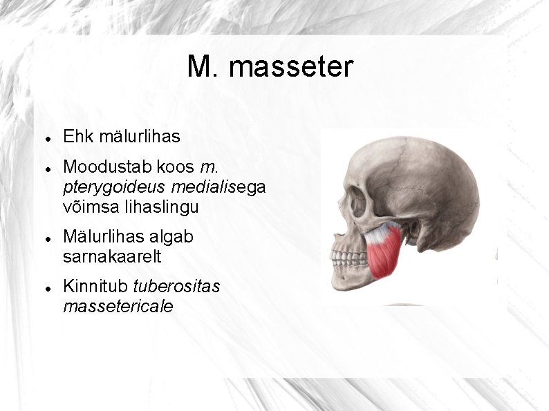 M. masseter Ehk mälurlihas Moodustab koos m. pterygoideus medialisega võimsa lihaslingu Mälurlihas algab sarnakaarelt